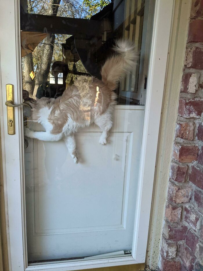 He Repeatedly Gets Stuck Like This When We Open The Top Half Of The Door