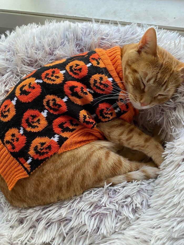 Dude’s Supposed To Be Greeting Trick-Or-Treaters But He’s Sleeping On The Job