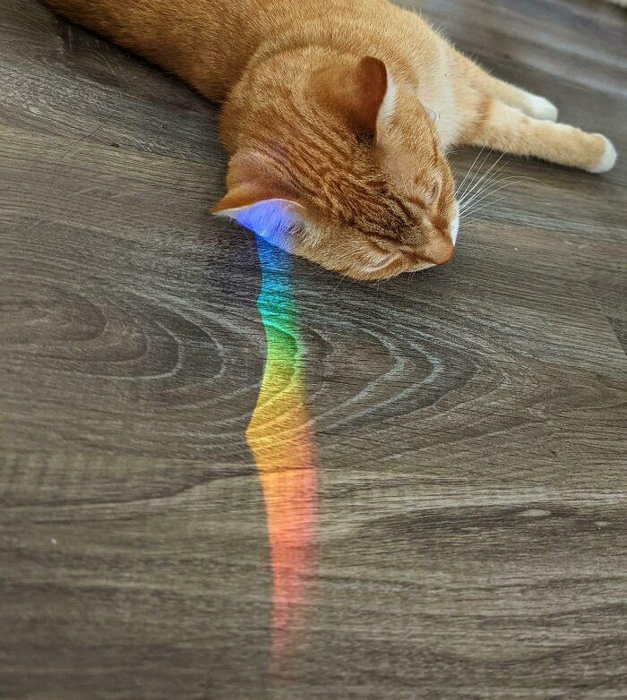 Rare Picture Of Braincell Transfer In Progress