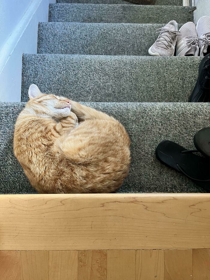 How My Cat Unknowingly Tries To Kill Me Everyday