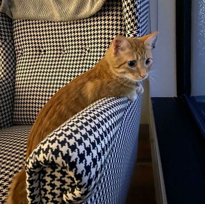 Peter Is Not A Fan Of Thunderstorms