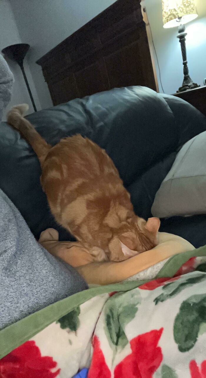 Darrel Is On The Search For The Brain Cell. It’s *not* Anywhere In His Favorite Squishmallow