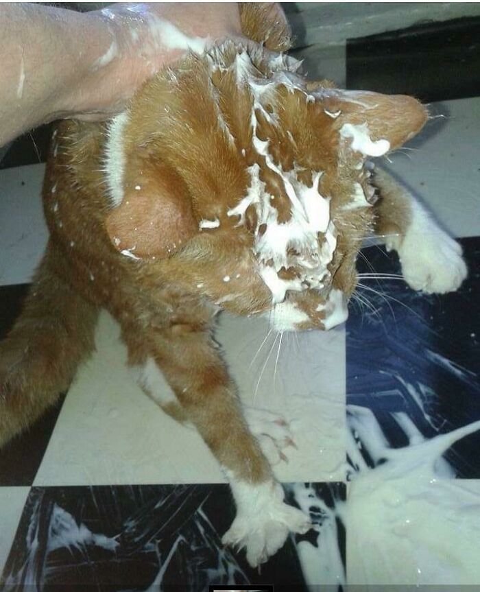 Him And His Freaking Yoghurt Obsession! I Know It Looks Like I'm Heavy Handed On His Neck Scruff But I Can Assure You It Looks That Way Because He Was Belligerently Trying To Get To That Yoghurt At All Cost