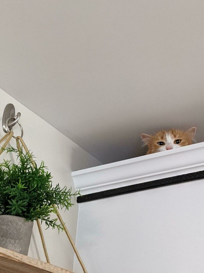 Fernando's One Braincell Told Him I Couldn't Find Him Up There