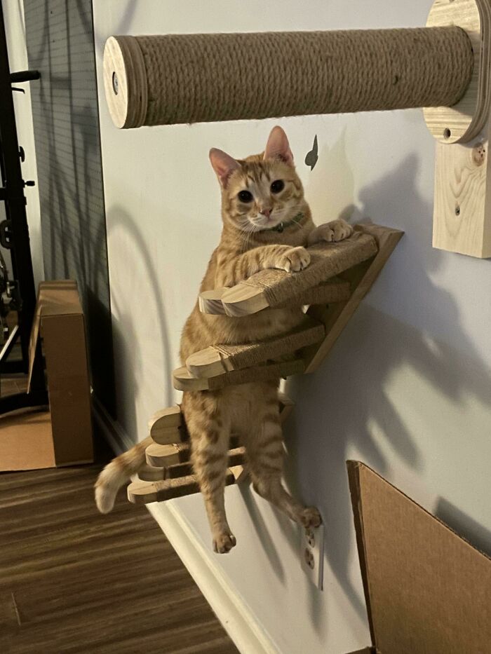 Doesn’t Even Have Enough Brain Cell For Basic Cat Activities