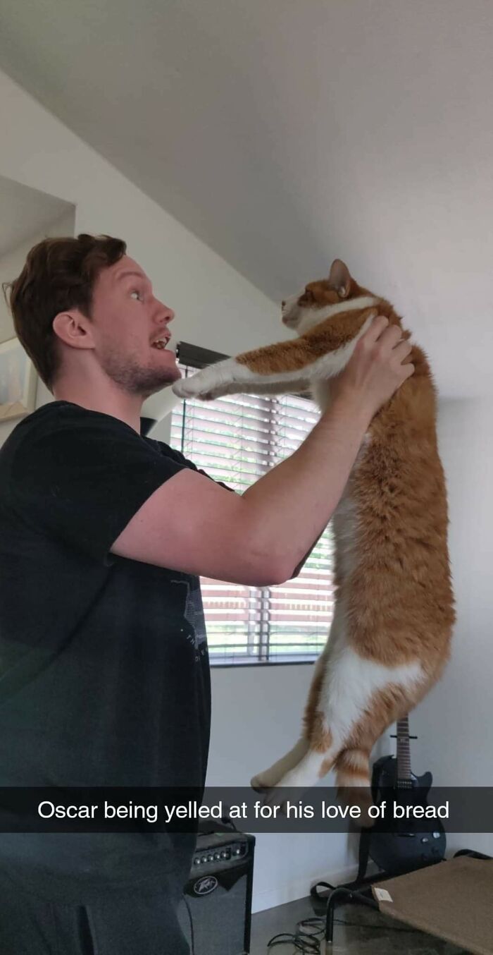 Oscar, The Cat Who Burned His Whiskers Multiple Times, In The Moment His Dad Yelled At Him For Eating A Tunnel Through His Bread Loaf