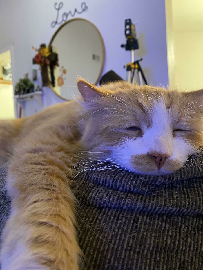 Old Man Lost Most Braincells After Eating Turkey