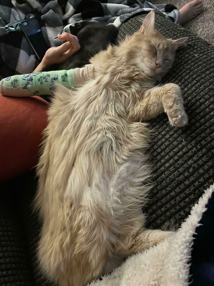 My Orange Boy Broke His Little Leg With His One Orange Brain Cell