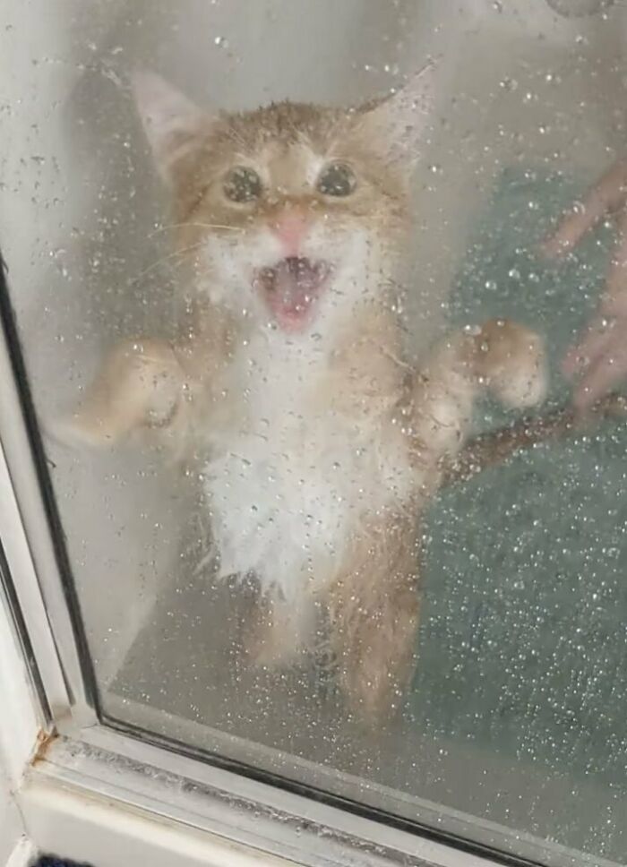 This Is Helga. She Jumped Into Some Garlic Butter Sauce And Had To Have A Bath. She Will Not Learn From This Experience