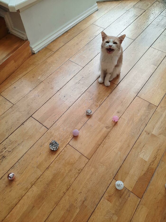 I Rescued His Toys From Under The Sofa Where He Threw Them, And Yet He's Still Shouting At Me