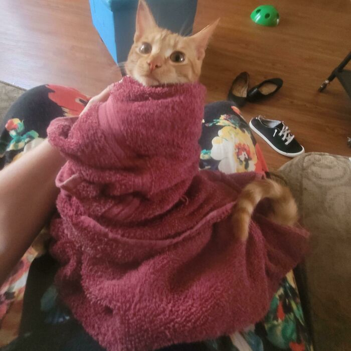 He Will Deadass Figure Out A Way To Lick Fresh Flea Meds Off His Back So It's Mighty Morphing Swaddle Time Till It Absorbs