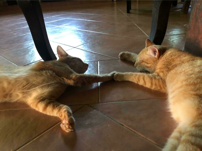 The Creation Of 🅱️raincell