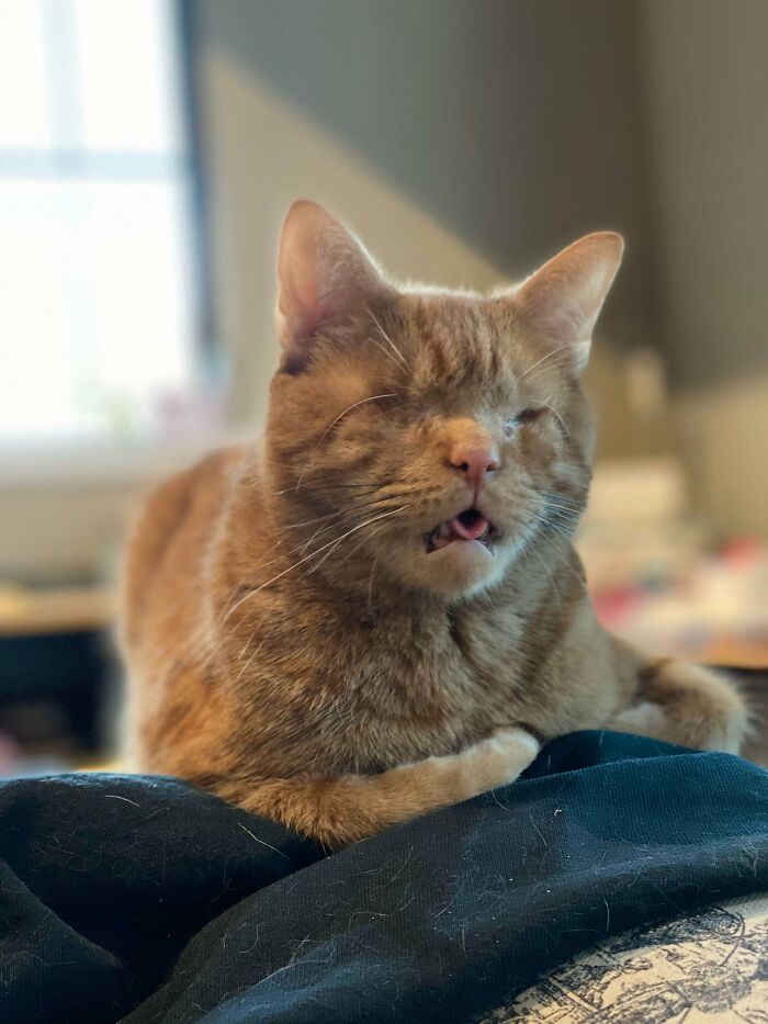 Pretty Sure My Little Blind Flerken Belongs Here