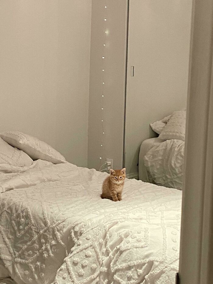 My Kitten Always Looks Like He’s Having An Existential Crisis