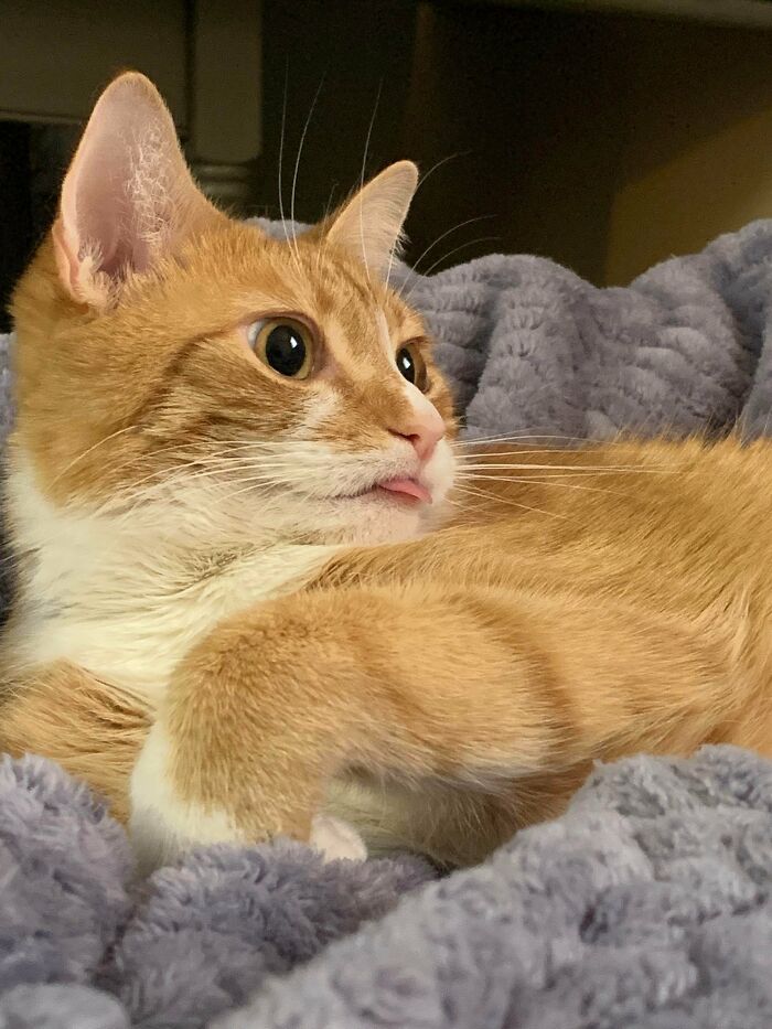 This Is My Baby Girl Princess Mushroom Ravioli. She Wants To Know If She Can Borrow The Brain Cell