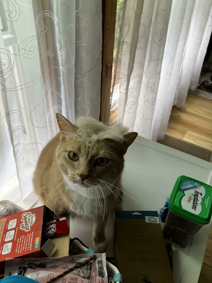 I Put My Cat’s Extra Fur On His Head And Now He Keeps Talking About The 2020 Election