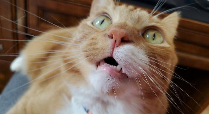 Just Sits On My Lap And Looks At Me Like This All Day While I Try To Work