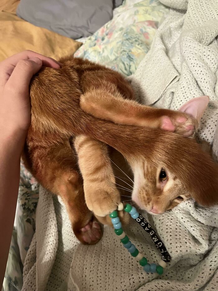 License Plate Listening To His Toes