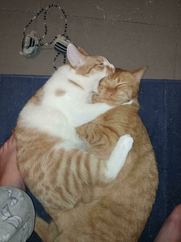 Started As Cuddles, Ended In Violence