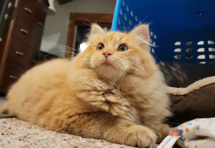 This Cheese Poof Is Not Very Smart But Is Very Sweet