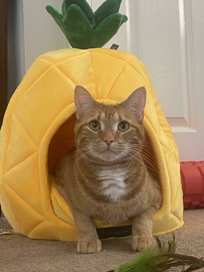 Who Lives In A Pineapple And Is As Cute As Can Be?!