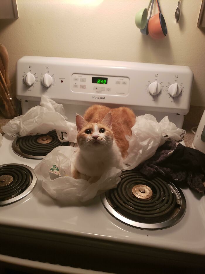 I Am Newt. I Help Put Away Groceries