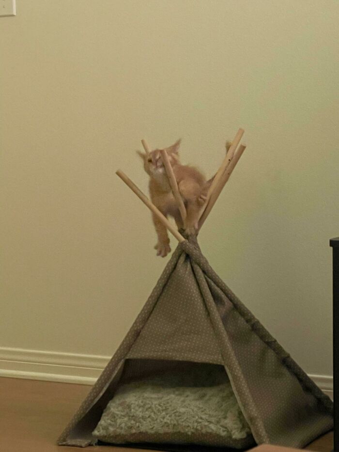 I Have No Words For My One Brain Cell