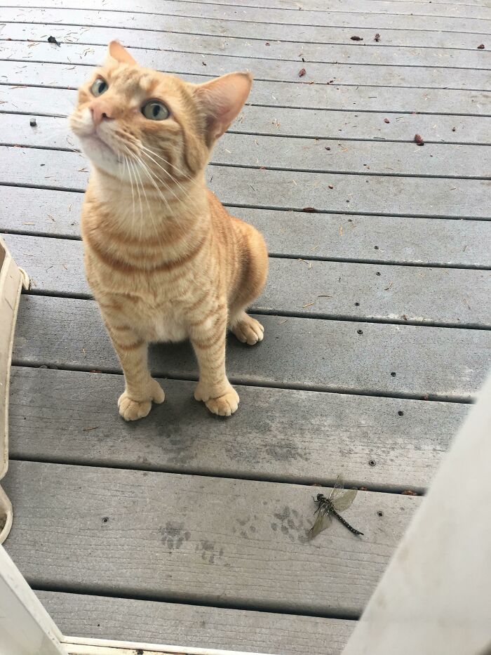 Instead Of A Brain Cells, He Got Thumbs