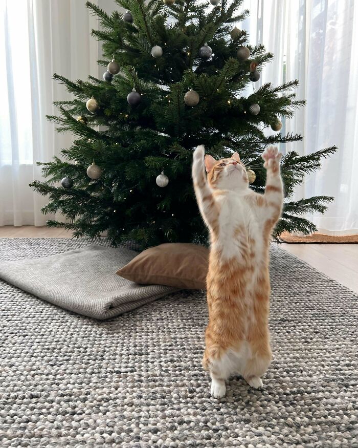 Nailed This Years Christmas Picture