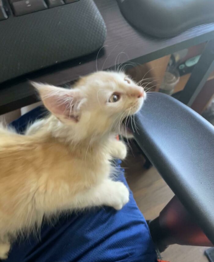 My Kitten While I’m Trying To Work From Home