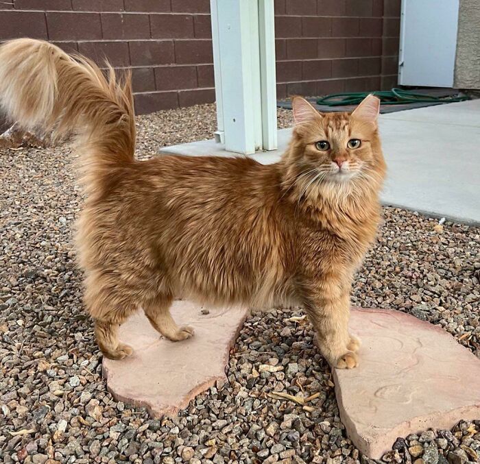 Bagel Absolutely Refuses To Step On The Small Rocks And I Respect Him For It