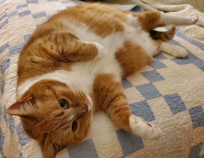 Catsitting My Mom's Sentient Butterball Turkey, Ruby