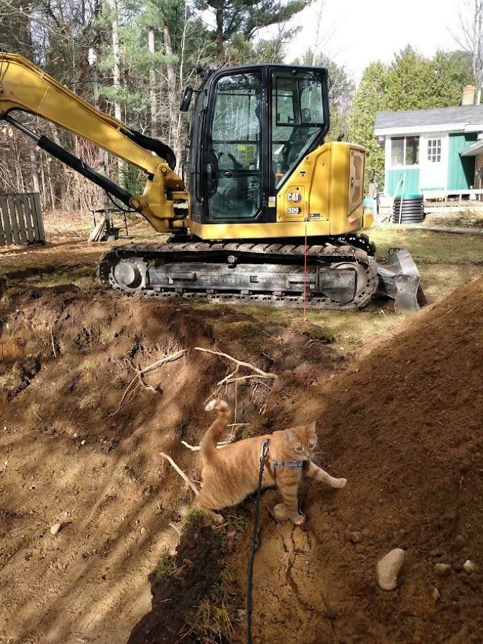 Noodle Used The Brain Cell To Inspect The Work Being Done At Our House