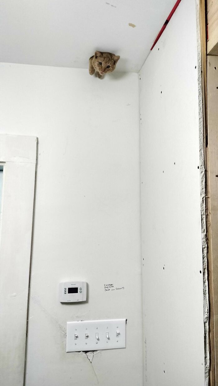 Hamlet Found A Hole In The Mid-Reno Ceiling