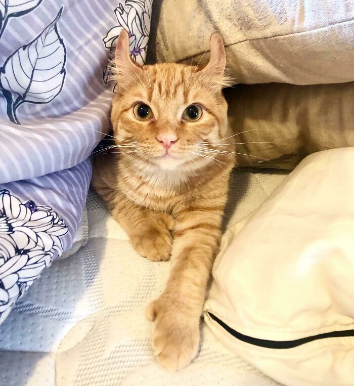 He Protec, He Attac, And Most Importantly Bedding He Hijac