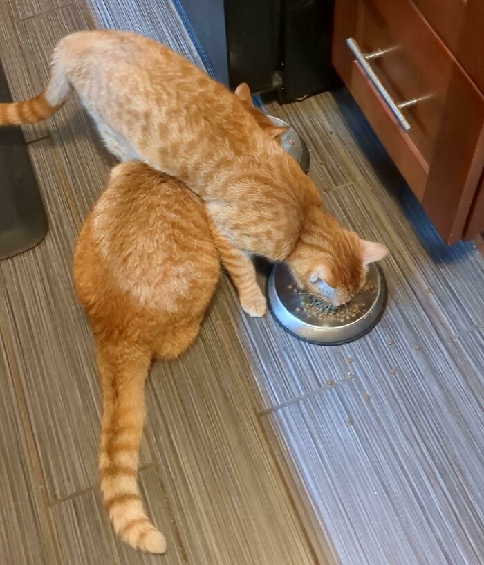 My Twin Brother And Sister Cats Don't Even Have One Brain Cell Between Them