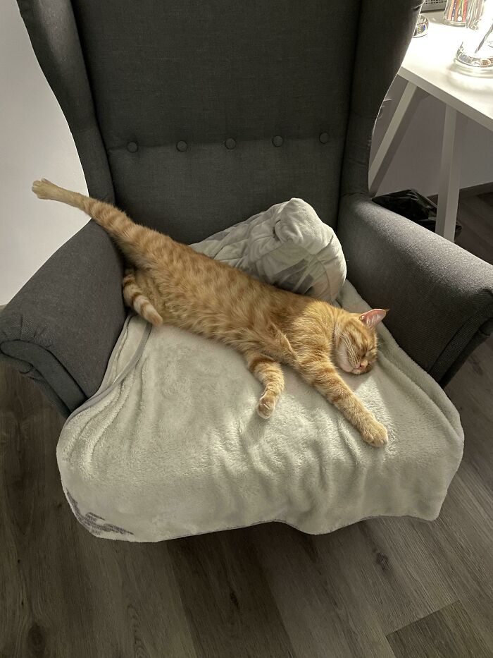 My Empty-Head Cornbread Idiot Son After An Entire Day Of Doing Absolutely Nothing. God, I Love Him