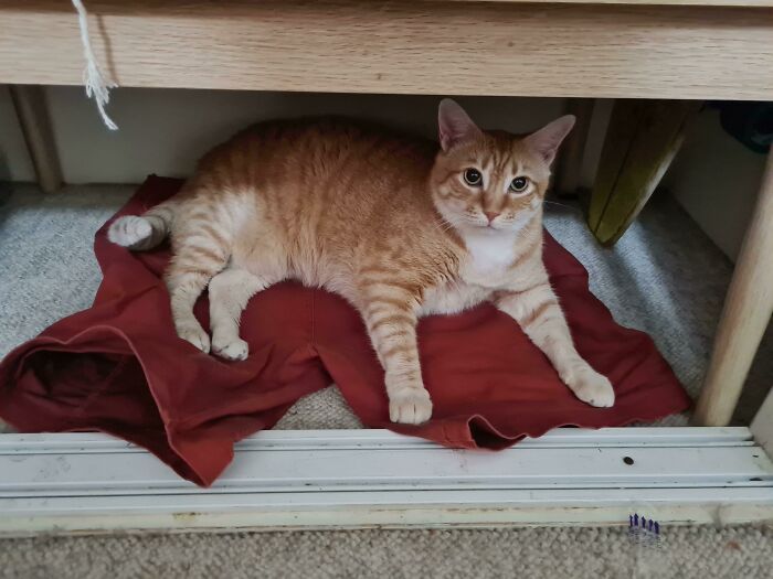 Miley Uses Her One Orange Braincell To Harass Me Untill I Give Her My Shorts. And They Must Be Freshly Worn!