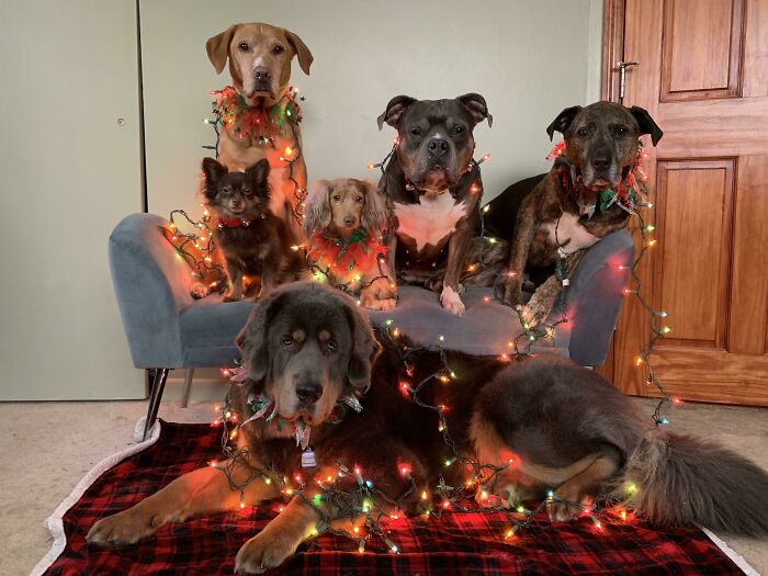 This Year's Christmas Photo