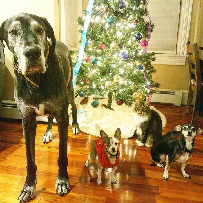 Our Christmas Card, It Was 100% Luck. All Three Dogs Were Ready For The Picture And Then Our Cat Spenny Walked Up And Sat Down