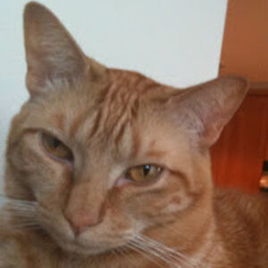 aconserti-jones avatar