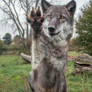 charlesleonard avatar