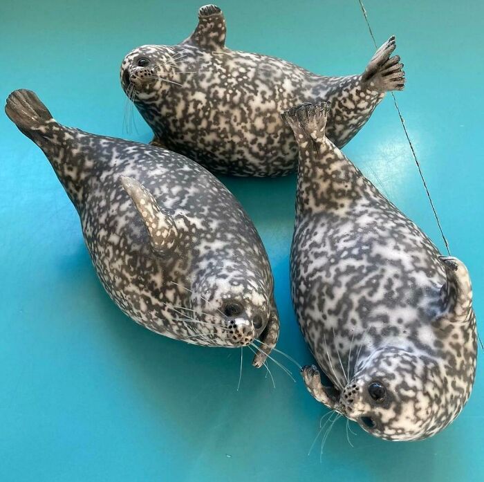 Follow Up On The Rakoon, To Seal The Deal. The Whiskers Are Nylon