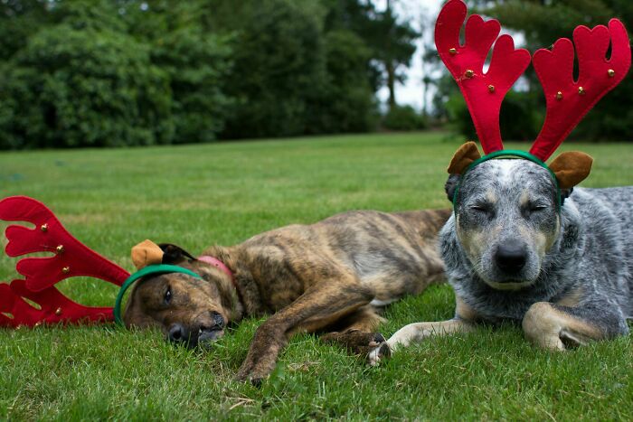 Merry Christmas From Two Sleepy Reindeer