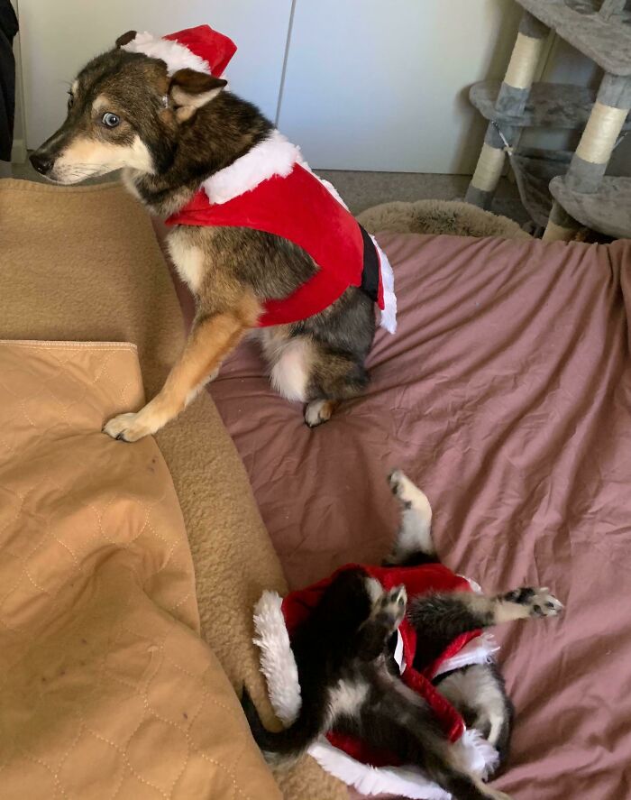 We Were Just Trying To Take Nice Christmas Photos