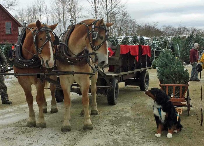 This Berner Pulling A Christmas Tree Next To Horses Pulling A Wagon