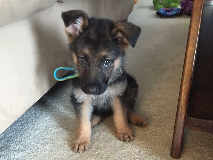 Surprised My Wife With A Doggy Of Her Own For Christmas