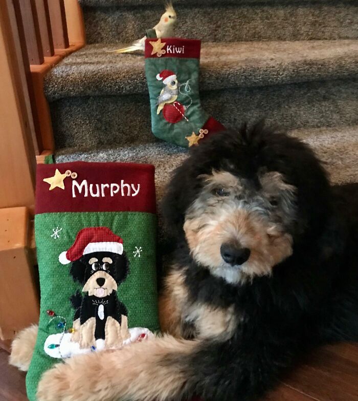 My Wife Makes Christmas Stockings For Every Member Of Our Family. This Year, Murphy Joined The Crew
