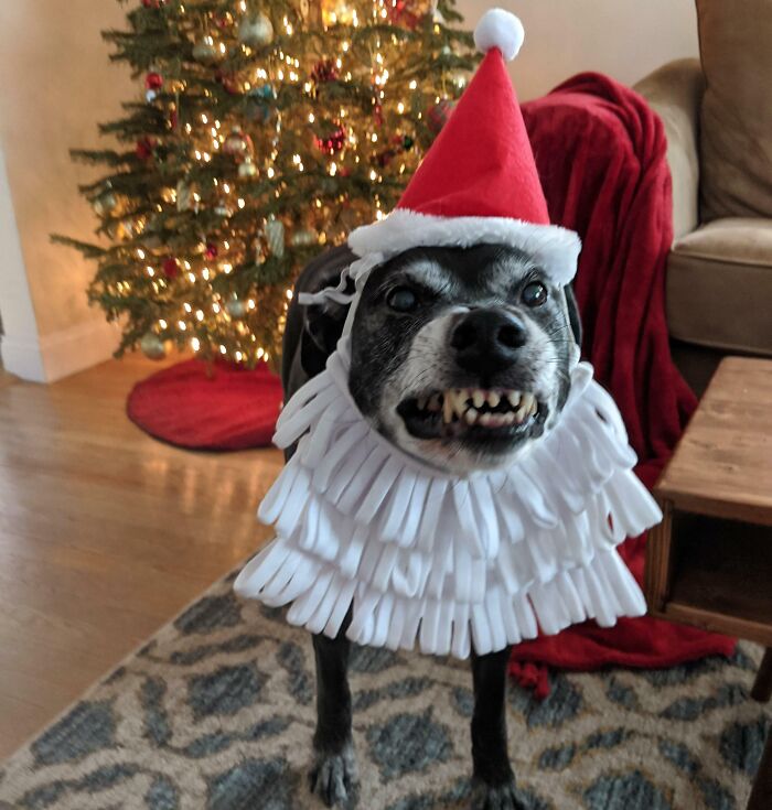 Watched My Friends Dogs Today While They Were Gone, Tried To Get A Cute Picture For Them, Merry Christmas!