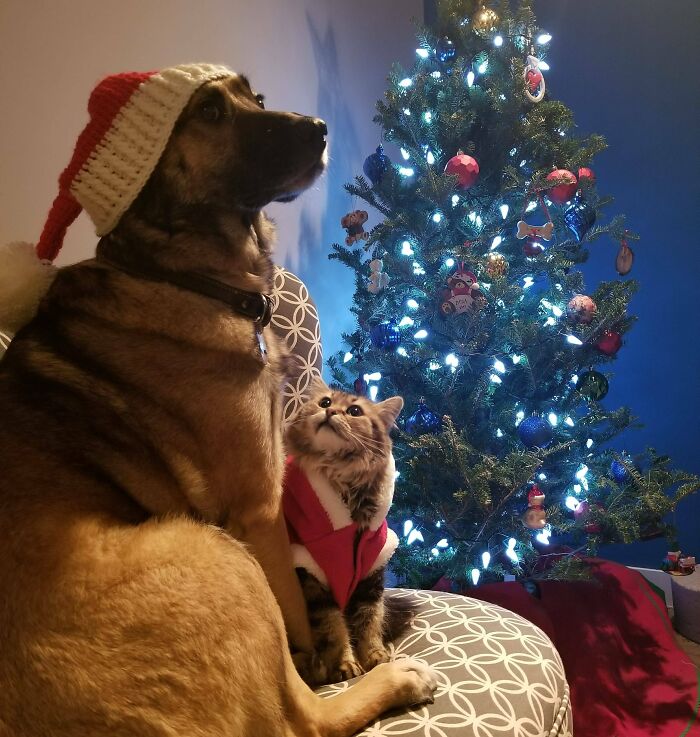 Our Furbabies Posing For A Christmas Photo